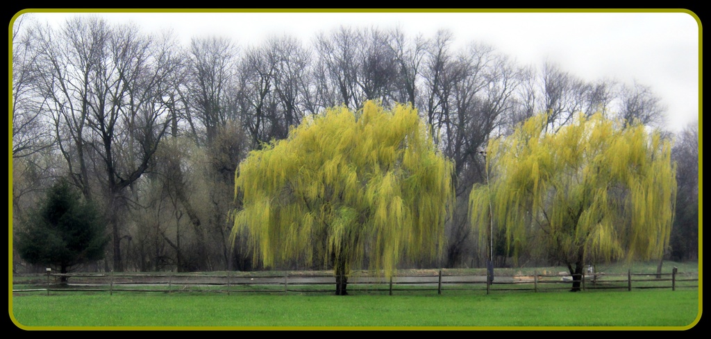Willows In Color by digitalrn
