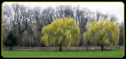 13th Apr 2013 - Willows In Color