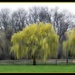 Willows In Color by digitalrn