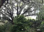 12th Apr 2013 - Live oaks and Spanish moss, Charleston, SC