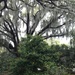 Live oaks and Spanish moss, Charleston, SC by congaree