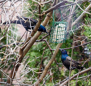 13th Apr 2013 - At the Feeder