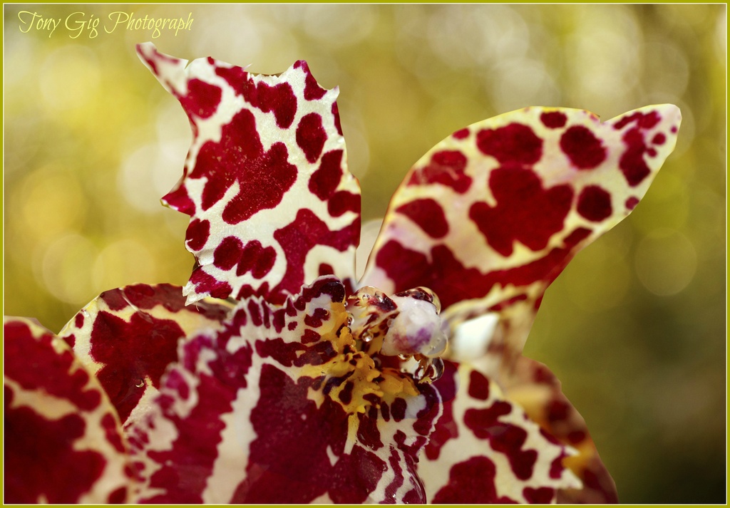  Orchid by tonygig