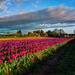 Exposure Fused Tulip Garden  by jgpittenger