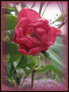 13th Apr 2013 - My first Camellia!