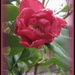 My first Camellia! by busylady