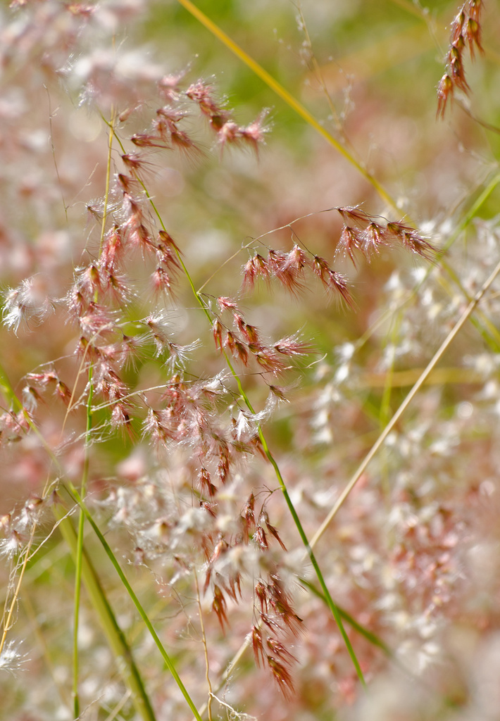 Grass Seeds by salza