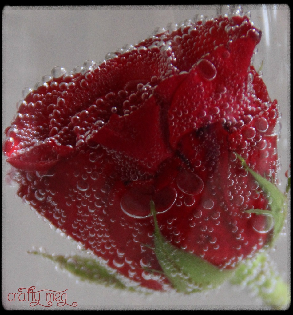 Rose Red by craftymeg