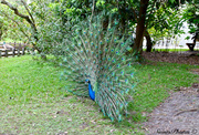 13th Apr 2013 - Peacock
