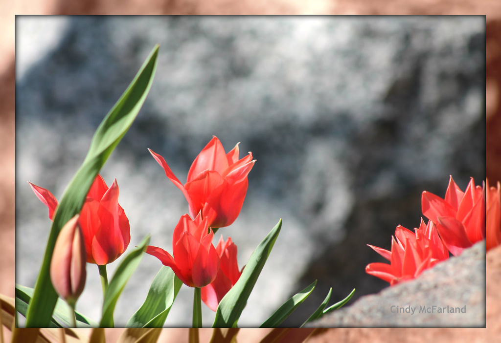Tulips and stone by cindymc