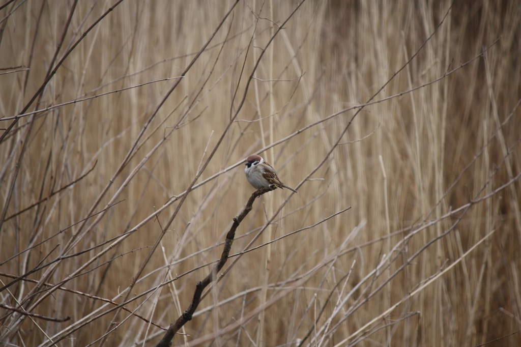 Tree Sparrow by roachling