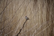 13th Apr 2013 - Tree Sparrow