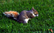 13th Apr 2013 - Snacking On The Green