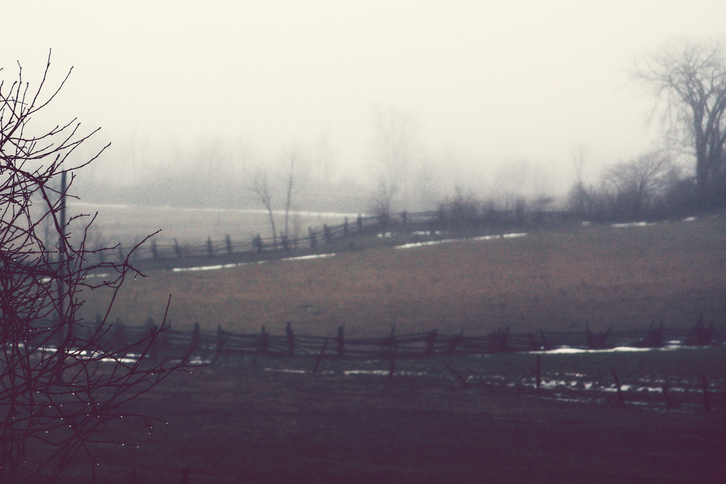 foggy field by edie