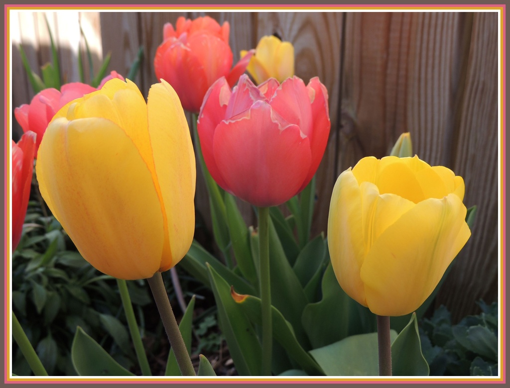 A Bevy of Tulips by allie912