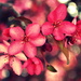 Our Crabapple Tree by pflaume