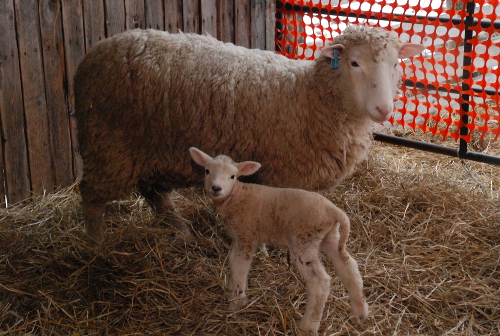 Our babies are having babies by farmreporter