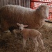 Our babies are having babies by farmreporter