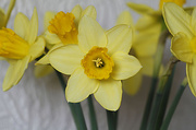 12th Apr 2013 - Daffodils sharpened!!!