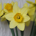 Daffodils sharpened!!! by anne2013