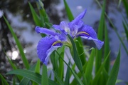 13th Apr 2013 - Iris, Magnolia Gardens, Charleston, SC