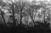 14th Apr 2013 - Mist and trees
