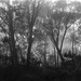 Mist and trees by peterdegraaff