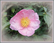 14th Apr 2013 - Camellia 'Plantation Pink'