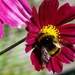 Pollen harvester by kiwinanna