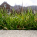 Grass is always greener on the other side? by fauxtography365