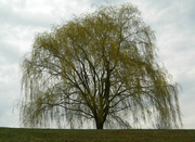 14th Apr 2013 - My favorite weeping willow tree