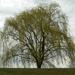My favorite weeping willow tree by mittens