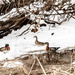 wood ducks by tosee