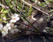 14th Apr 2013 - Little Sparrow Sitting In The Hedge