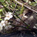 Little Sparrow Sitting In The Hedge by itsonlyart