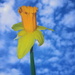 Daff by philr