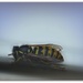 Sociable Wasp - aka a filler! by judithdeacon