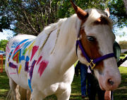 13th Apr 2013 - Ride a Painted Pony