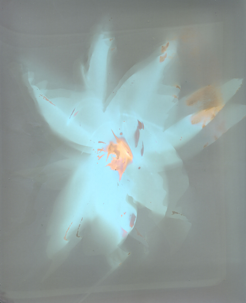 lumen print Lily by ingrid2101