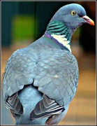 14th Apr 2013 - Pigeon