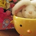 A Bowl-ful of Bunny by tanda