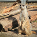 Meerkat by leonbuys83