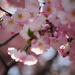Blushing Blossoms by alophoto