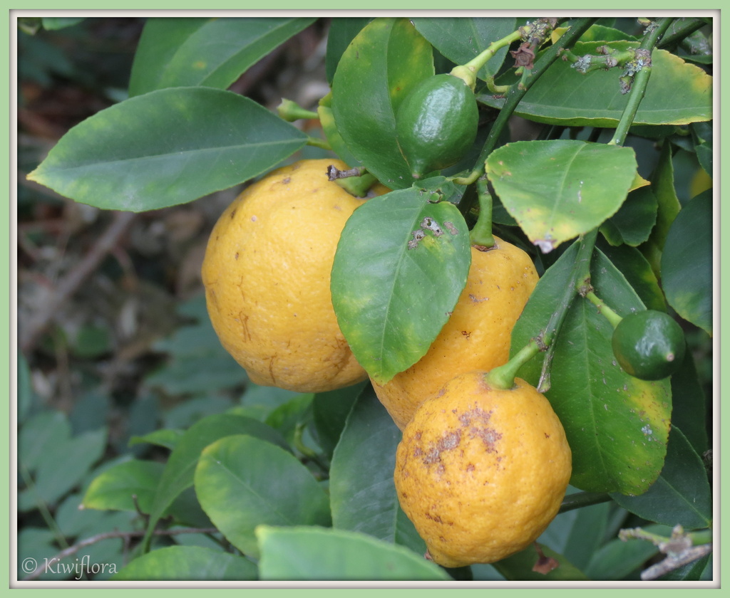 Lemons by kiwiflora