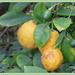 Lemons by kiwiflora