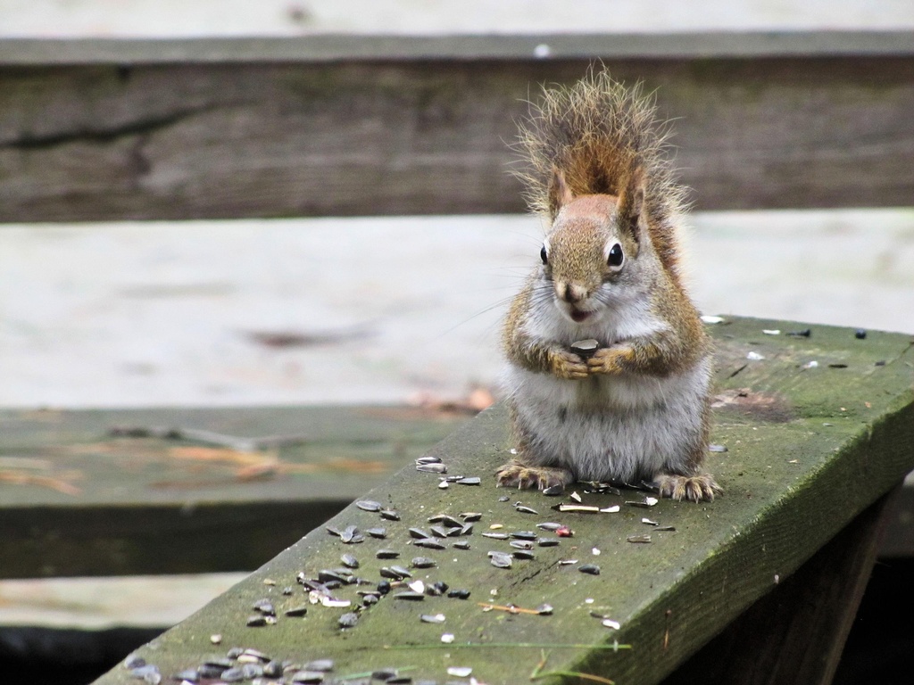 One more squirrel by maggie2