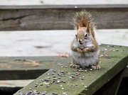 14th Apr 2013 - One more squirrel