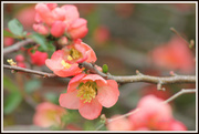 14th Apr 2013 - Peachy Blossoms