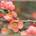 Peachy Blossoms by cindymc