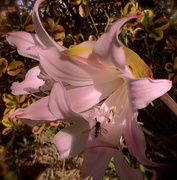 15th Apr 2013 - We have naked ladies in our garden....